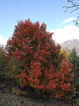 Giardino Botanico 