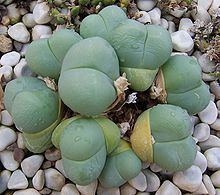 Gibbaeum heathii httpsuploadwikimediaorgwikipediacommonsthu