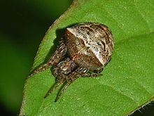 Gibbaranea bituberculata httpsuploadwikimediaorgwikipediacommonsthu