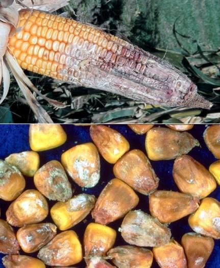 Gibberella Gibberella ear rot of corn