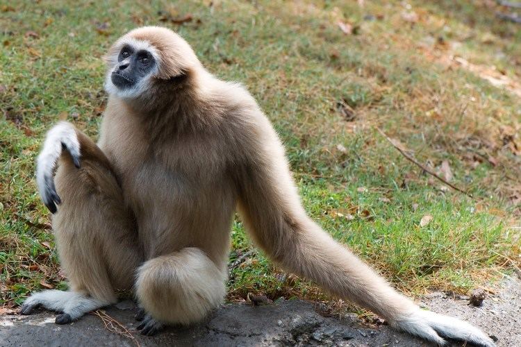 Gibbon Gibbon Facts History Useful Information and Amazing Pictures