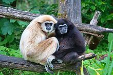 Gibbon httpsuploadwikimediaorgwikipediacommonsthu