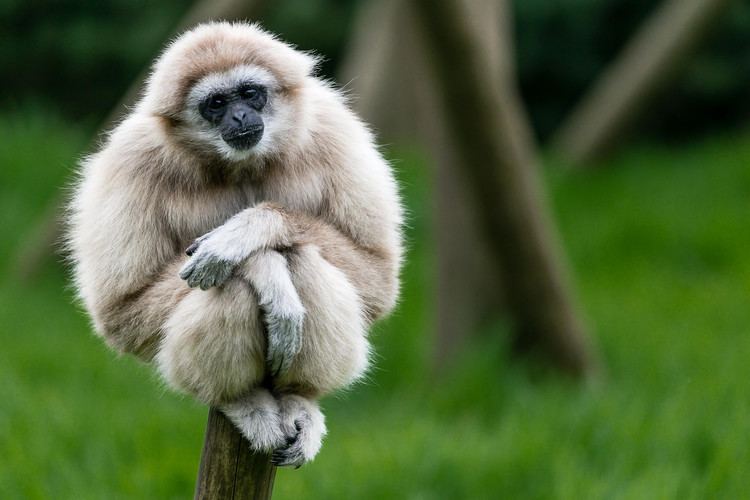 Gibbon 2 Gibbon HD Wallpapers Backgrounds Wallpaper Abyss