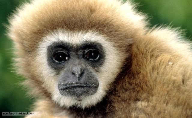 Gibbon BBC Nature Lar gibbon videos news and facts