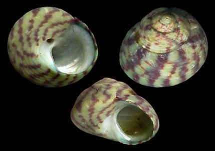 Gibbula wwwgastropodscomShellImagesGLGibbulaumbili