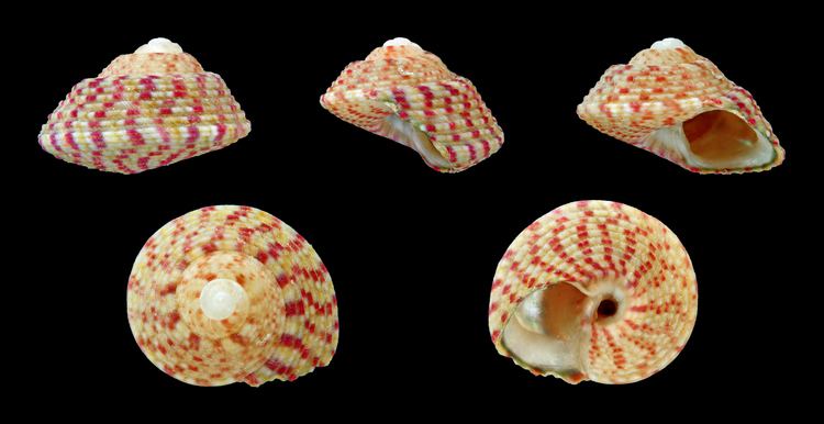 Gibbula FileGibbula rarilineata rarilineata 01JPG Wikimedia Commons