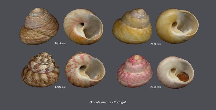 Gibbula magus Shells Collection