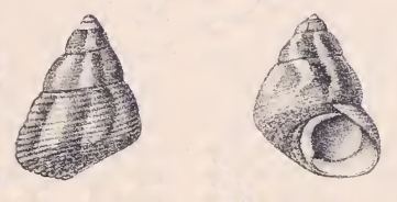 Gibbula stoliczkana