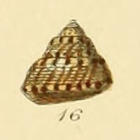 Gibbula tumida