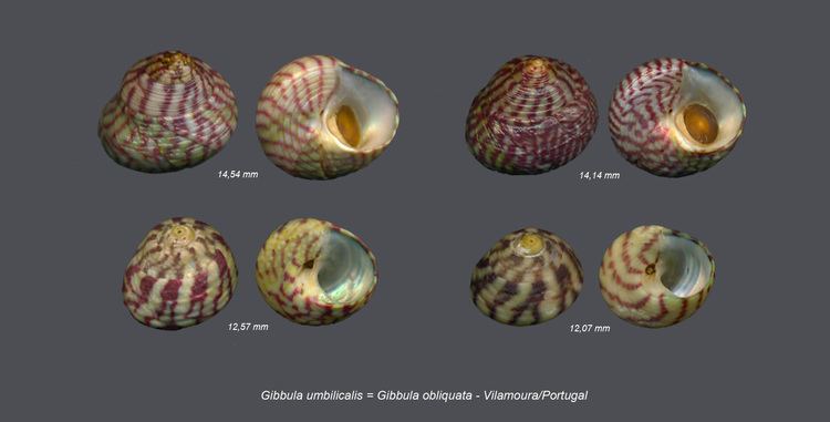 Gibbula umbilicalis Shells Collection