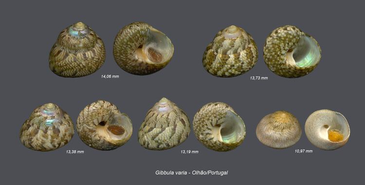 Gibbula varia Shells Collection