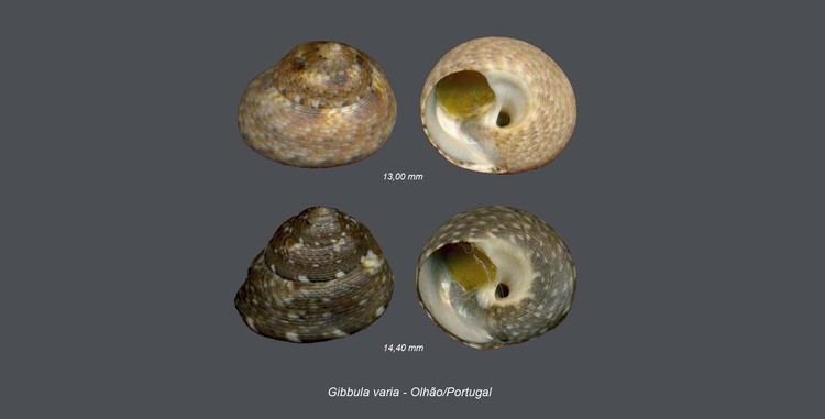 Gibbula varia Shells Collection