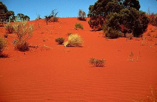 Gibson Desert Gibson desert Australia