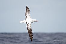 Gibson's albatross httpsuploadwikimediaorgwikipediacommonsthu