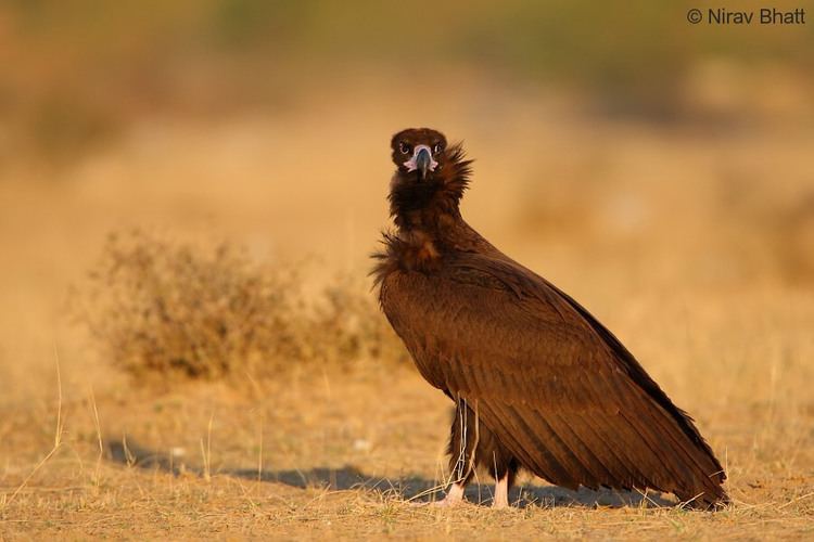Giddh Cinnerous Vulture DAAKU GIDDH