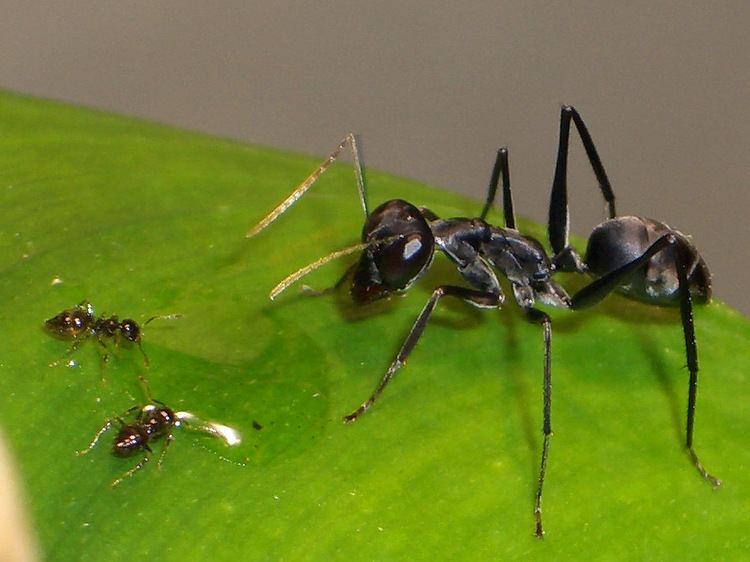Gigantiops Ants Kalytta Gigantiops destructor