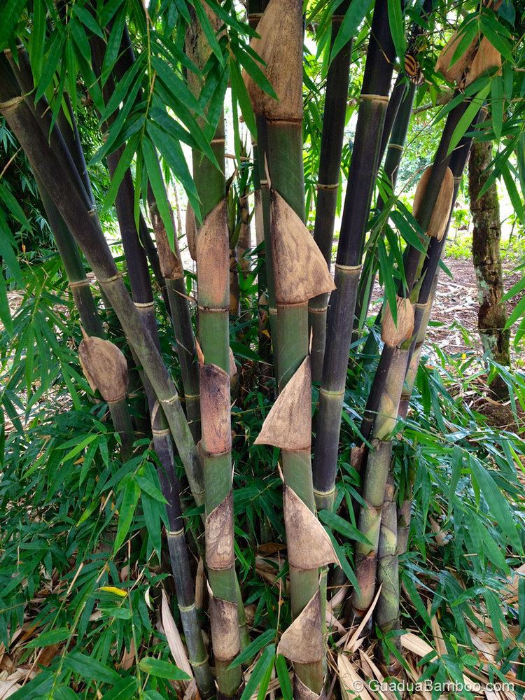 Gigantochloa Gigantochloa atroviolacea Guadua Bamboo