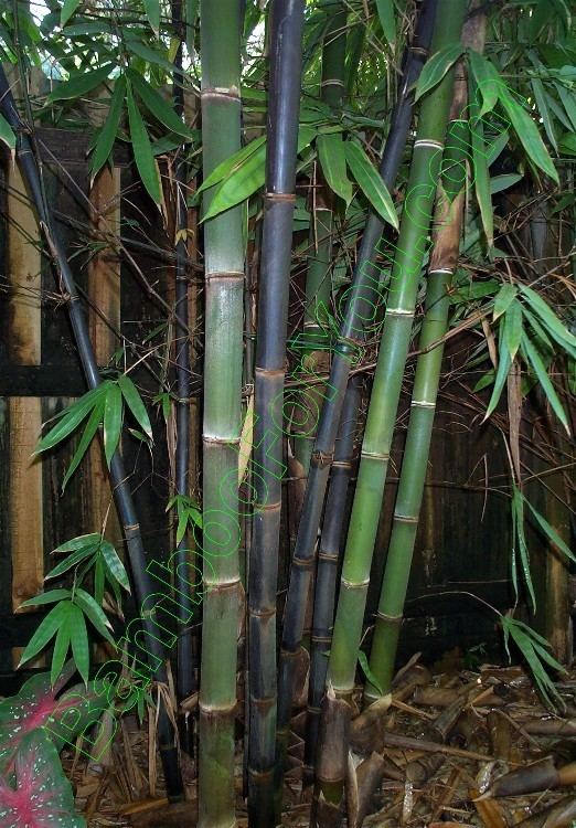 Gigantochloa Gigantochloa atroviolacea Bamboo Photos Bamboo For You