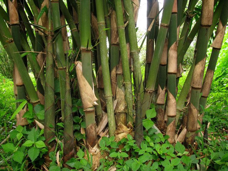 Gigantochloa Gigantochloa Guadua Bamboo
