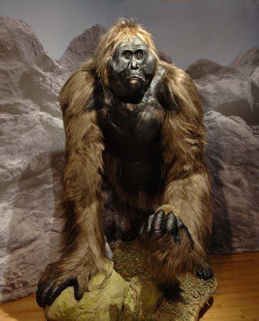 Gigantopithecus Why bigfoot cannot be Gigantopithecus Natural History