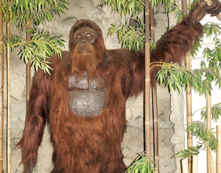 Gigantopithecus Did Bigfoot Really Exist How Gigantopithecus Became Extinct