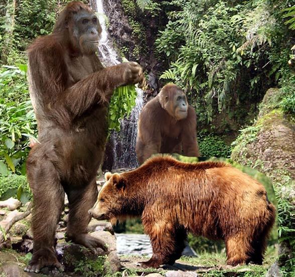 Gigantopithecus Gigantopithecus largest ape ever lived DinoAnimalscom