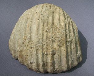 Gigantoproductus Gigantoproductus crassus brachiopod Mississippian Visean Stage