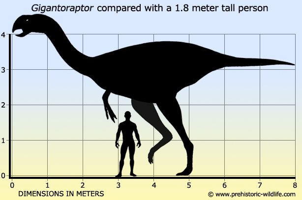 Gigantoraptor Gigantoraptor