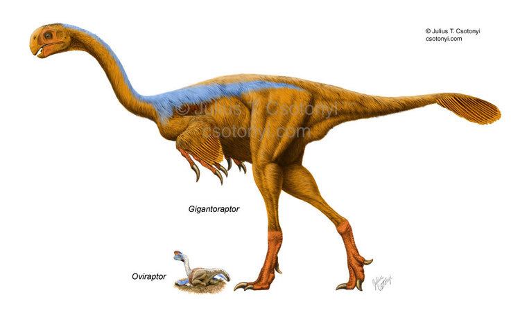 Gigantoraptor Gigantoraptorerlianensis