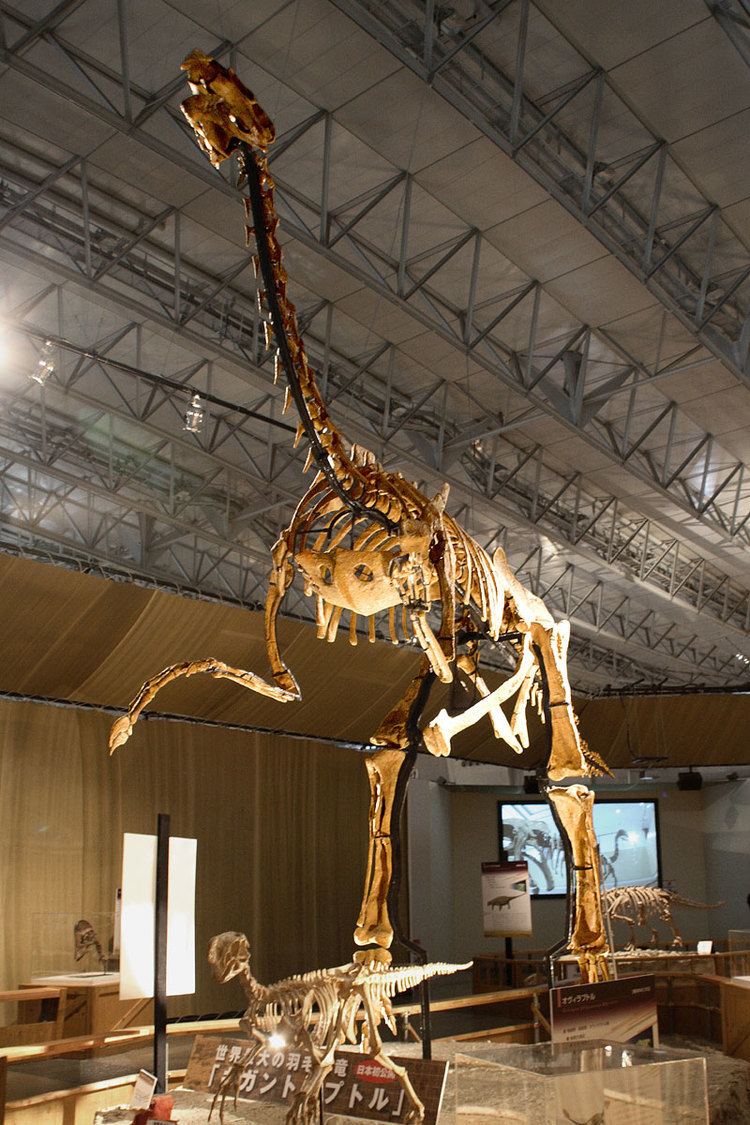 Gigantoraptor Gigantoraptor Wikipedia
