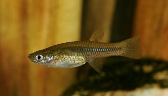 Gila topminnow Native Species of the Month Gila Topminnow In the Current