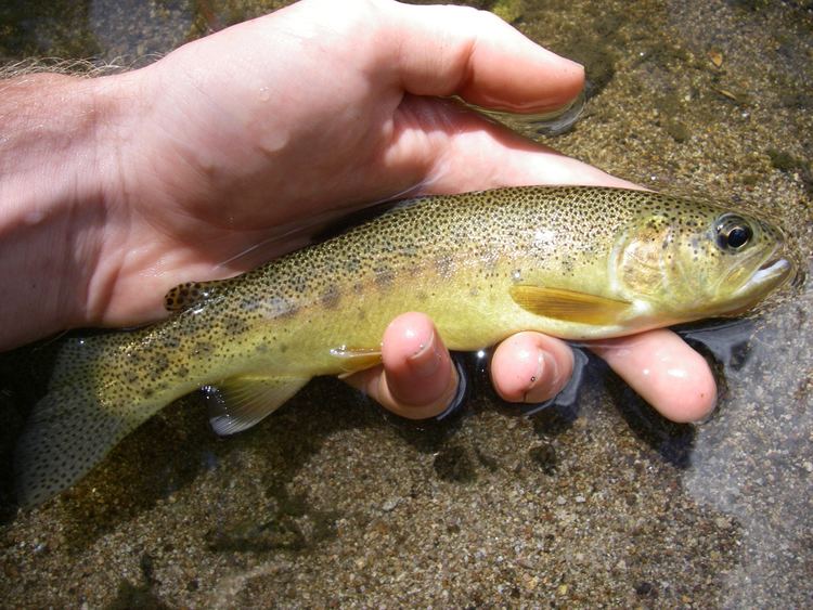 Gila trout Native Trout Fly Fishing Gila Trout