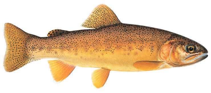 Gila trout Gila trout photo and wallpaper Cute Gila trout pictures