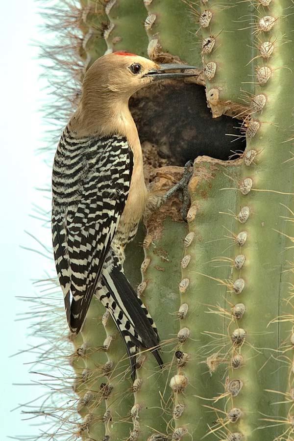 Gila woodpecker Gila Woodpecker Facts and Pictures
