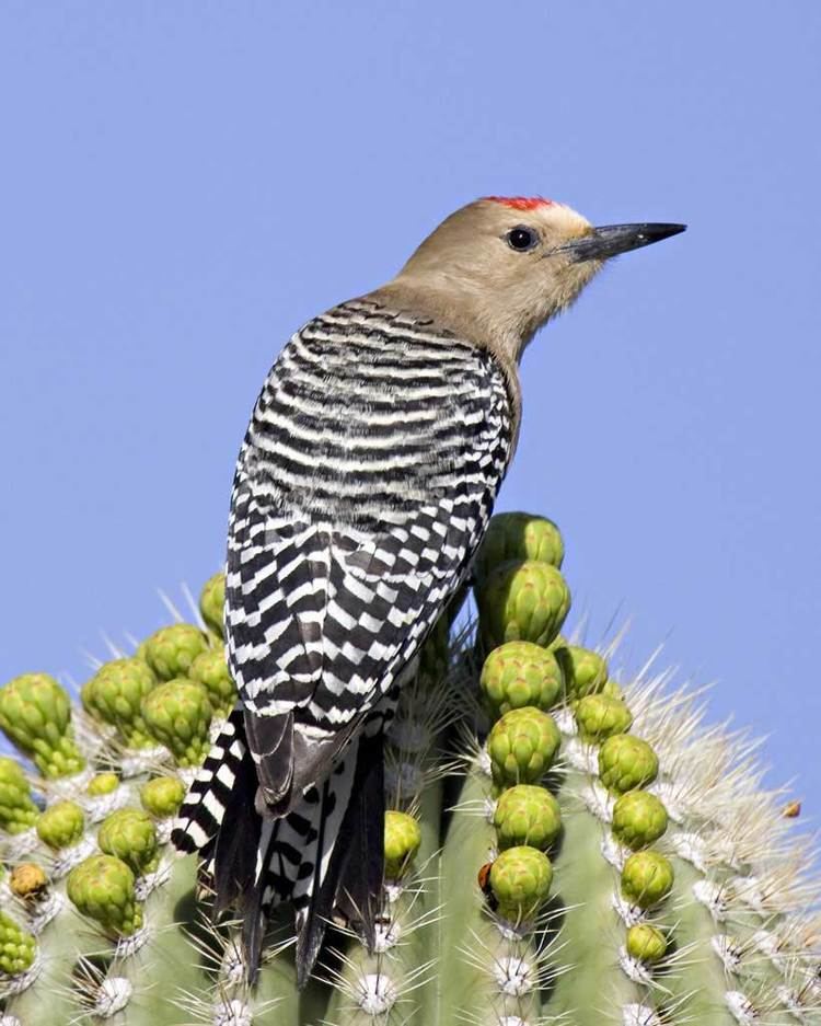 Gila woodpecker Gila Woodpecker Audubon Field Guide