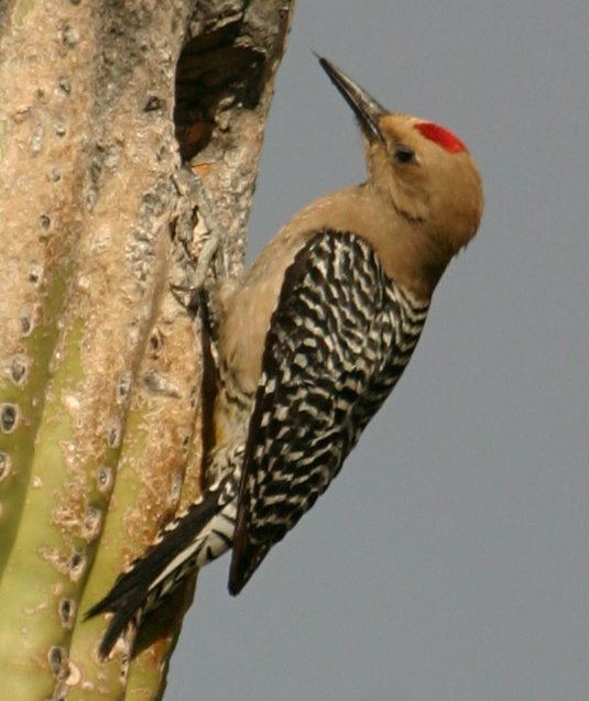 Gila woodpecker Gila WoodpeckerMelanerpes uropygialis