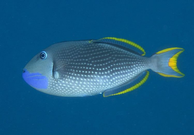 Gilded triggerfish Photos of triggerfishes Balistidae
