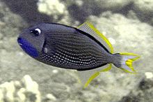 Gilded triggerfish httpsuploadwikimediaorgwikipediacommonsthu
