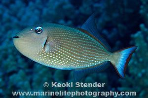 Gilded triggerfish Family Balistidae Triggerfishes