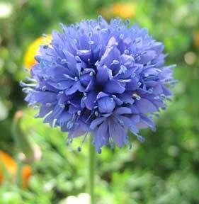 Gilia Gilia capitata quotBlue Thimble Flowerquot Buy Online at Annie39s Annuals