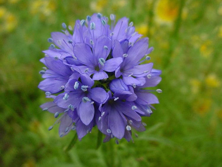 Gilia Mother Nature39s Backyard A Waterwise Garden Plant of the Month