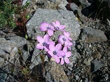 Gilia latiflora httpsuploadwikimediaorgwikipediacommonsthu