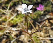Gilia stellata httpsuploadwikimediaorgwikipediacommonsthu