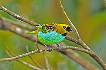 Gilt-edged tanager httpsuploadwikimediaorgwikipediacommonsthu