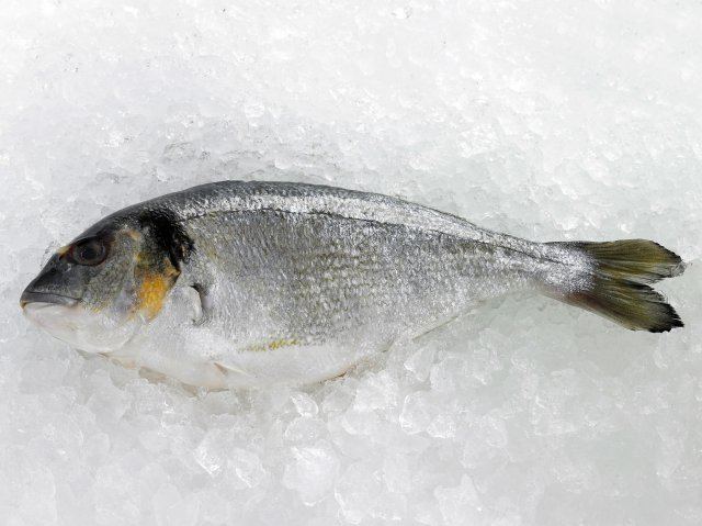 Gilt-head bream Buy GiltHead Bream Online Gourmet Seafood Online from The Fish