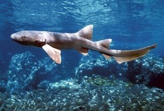 Ginglymostomatidae Ginglymostomatidae Nurse Sharks Discover Life