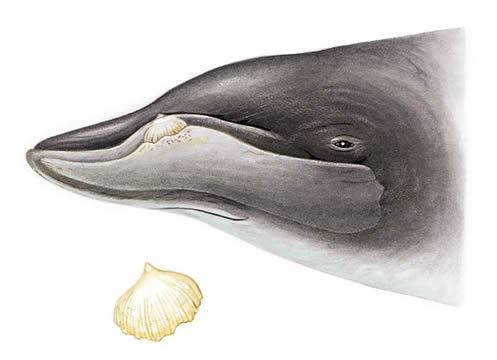 Ginkgo-toothed beaked whale Ginkgo Toothed Beaked Whale