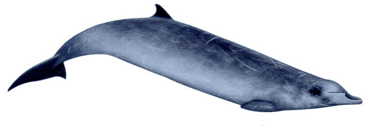 Ginkgo-toothed beaked whale toothed Beaked Whale