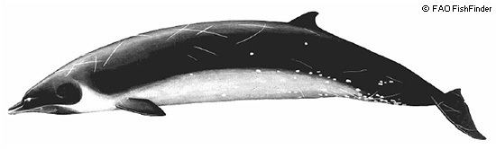 Ginkgo-toothed beaked whale Ginkotoothed Beaked Whales Mesoplodon ginkgodens MarineBioorg