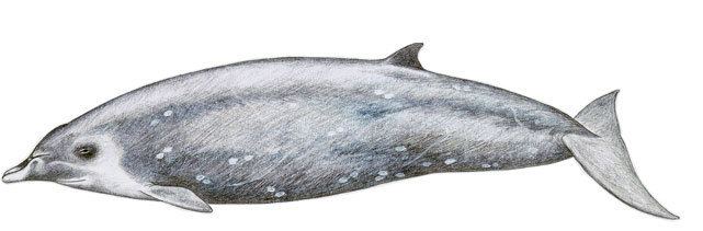 Ginkgo-toothed beaked whale The Beaked Whale Resource Ginkotoothed Beaked Whale